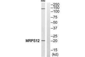 Western Blotting (WB) image for anti-Mitochondrial Ribosomal Protein S12 (MRPS12) (Internal Region) antibody (ABIN1850526) (MRPS12 抗体  (Internal Region))