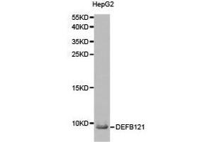 Western Blotting (WB) image for anti-Defensin, beta 121 (DEFB121) antibody (ABIN1872244) (DEFB121 抗体)