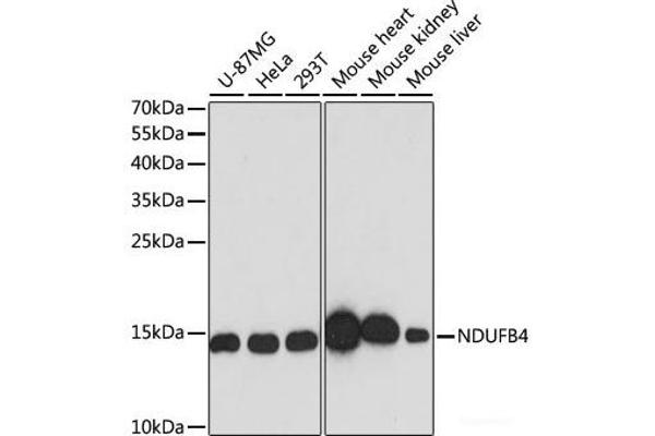 NDUFB4 抗体
