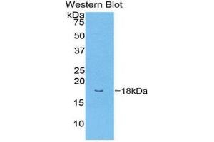 Western Blotting (WB) image for anti-Bone Morphogenetic Protein Receptor, Type II (serine/threonine Kinase) (BMPR2) (AA 27-150) antibody (ABIN1858163) (BMPR2 抗体  (AA 27-150))