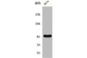 Western Blot analysis of A549 cells using Cyclin M2 Polyclonal Antibody (Cyclin M2 抗体  (Internal Region))