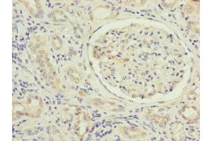 Immunohistochemistry of paraffin-embedded human kidney tissue using ABIN7159966 at dilution of 1:100 (MFN1 抗体  (AA 622-741))