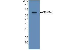 Detection of Recombinant APOA2, Human using Polyclonal Antibody to Apolipoprotein A2 (APOA2) (APOA2 抗体  (AA 24-100))