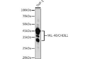 Western blot analysis of extracts of THP-1 cells, using YKL-40/CHI3L1 antibody (ABIN3022444, ABIN3022445, ABIN3022446 and ABIN6218823) at 1:1000 dilution.