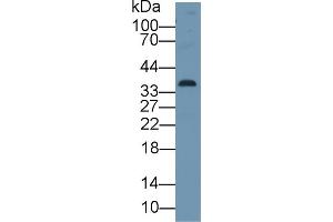 Western Blotting (WB) image for anti-Cyclin-Dependent Kinase 1 (CDK1) (AA 59-182) antibody (ABIN7434281)