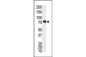 Image no. 1 for anti-Interleukin-1 Receptor-Associated Kinase 1 (IRAK1) (C-Term) antibody (ABIN360116) (IRAK1 抗体  (C-Term))