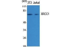 Western Blotting (WB) image for anti-X-Ray Repair Complementing Defective Repair in Chinese Hamster Cells 1 (XRCC1) (C-Term) antibody (ABIN3180389) (XRCC1 抗体  (C-Term))