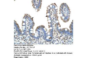 Human Intestine (MINA 抗体  (N-Term))