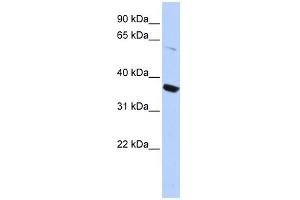 KCNA10 antibody used at 1 ug/ml to detect target protein. (KCNA10 抗体  (N-Term))