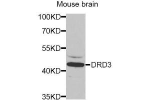 Western Blotting (WB) image for anti-Dopamine Receptor D3 (DRD3) (AA 213-329) antibody (ABIN3015510) (DRD3 抗体  (AA 213-329))