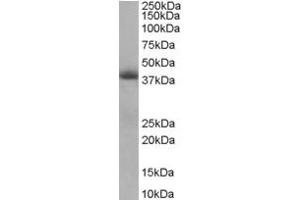 Western Blotting (WB) image for anti-Translocase of Inner Mitochondrial Membrane 50 Homolog (TIMM50) (Internal Region) antibody (ABIN2466376) (TIMM50 抗体  (Internal Region))