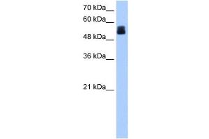 CRISPLD2 antibody used at 1 ug/ml to detect target protein.