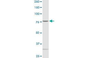 QARS MaxPab rabbit polyclonal antibody.