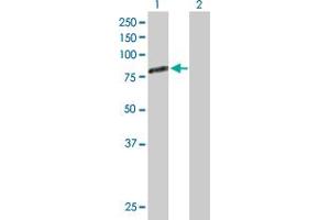 Western Blot analysis of GAS6 expression in transfected 293T cell line by GAS6 MaxPab polyclonal antibody. (GAS6 抗体  (AA 1-678))