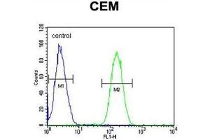 WAS Antibody (Center) flow cytometric analysis of CEM cells (right histogram) compared to a negative control cell (left histogram). (WASP 抗体  (Middle Region))