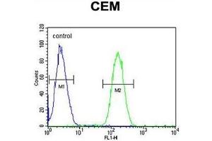 WAS Antibody (Center) flow cytometric analysis of CEM cells (right histogram) compared to a negative control cell (left histogram).