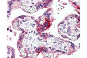 IAnti-GPSM2 antibody IHC staining of human placenta.
