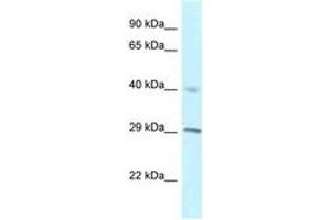Image no. 1 for anti-Regulator of Chromosome Condensation 1 (RCC1) (C-Term) antibody (ABIN6747486) (RCC1 抗体  (C-Term))