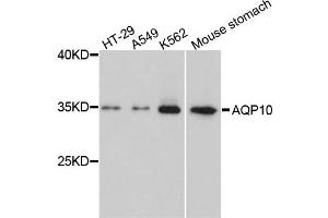 Western blot analysis of extracts of various cells, using AQP10 antibody. (Aquaporin 10 抗体)