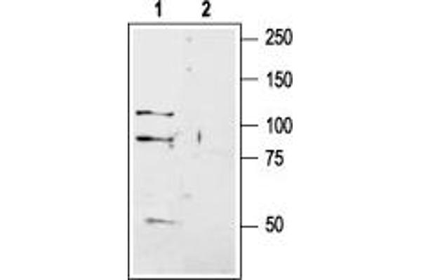 GRIK1 抗体  (Extracellular, N-Term)