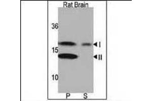 Western blot analysis of anti-LC3 (G8a) Pab 1801a in rat brain lysate. (MAP1LC3A 抗体  (N-Term))