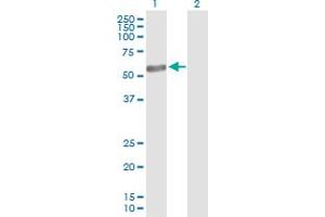 Western Blotting (WB) image for anti-Nuclear Receptor Subfamily 6, Group A, Member 1 (NR6A1) (AA 1-475) antibody (ABIN515994)