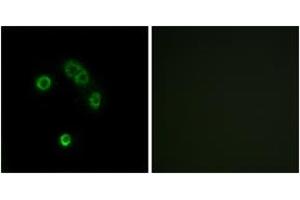 Immunofluorescence analysis of MCF7 cells, using TAS2R13 Antibody. (TAS2R13 抗体  (AA 123-172))