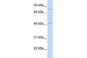 WB Suggested Anti-ZNF302 Antibody Titration:  0. (ZNF302 抗体  (Middle Region))