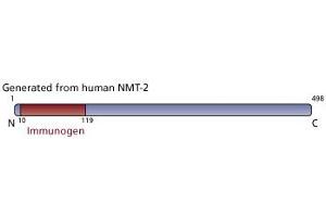 Image no. 3 for anti-N-Myristoyltransferase 2 (NMT2) (AA 10-119) antibody (ABIN968466) (NMT2 抗体  (AA 10-119))