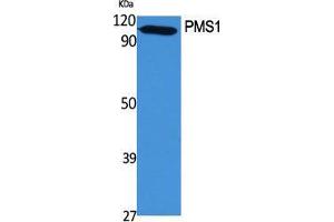 Western Blot (WB) analysis of specific cells using PMS1 Polyclonal Antibody. (PMS1 抗体  (Internal Region))