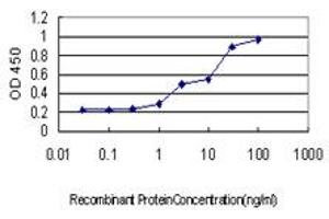 Detection limit for recombinant GST tagged YWHAG is approximately 0. (14-3-3 gamma 抗体  (AA 70-169))