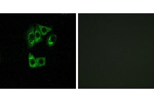 Peptide - +Western blot analysis of extracts from HT-29 cells, using GIMAP2 antibody. (GIMAP2 抗体  (Internal Region))