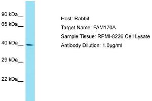 Host: Rabbit Target Name: FAM170A Sample Tissue: Human RPMI-8226 Whole Cell Antibody Dilution: 1ug/ml (FAM170A 抗体  (C-Term))