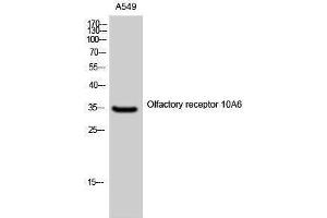 Western Blotting (WB) image for anti-Olfactory Receptor, Family 10, Subfamily A, Member 6 (OR10A6) (C-Term) antibody (ABIN3176453) (OR10A6 抗体  (C-Term))