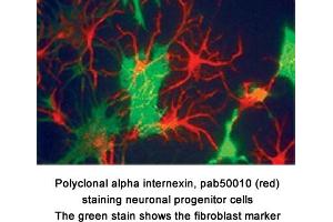 Image no. 1 for anti-Internexin Neuronal Intermediate Filament Protein, alpha (INA) antibody (ABIN363319) (INA 抗体)