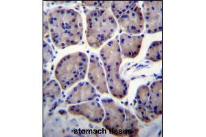 RPL23 Antibody (Center) (ABIN656509 and ABIN2845780) immunohistochemistry analysis in formalin fixed and paraffin embedded human stomach tissue followed by peroxidase conjugation of the secondary antibody and DAB staining. (RPL23 抗体  (AA 49-78))