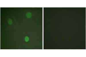 Immunofluorescence (IF) image for anti-Myc Proto-Oncogene protein (MYC) (AA 31-80) antibody (ABIN2888572) (c-MYC 抗体  (AA 31-80))