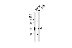 Western blot analysis of lysates from SH-SY5Y, Neuro-2a cell line (from left to right), using (Mouse) Msi1 Antibody (Center) (ABIN6243867 and ABIN6577735). (MSI1 抗体  (AA 81-113))