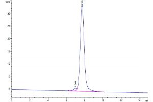 The purity of Mouse CD47 is greater than 95 % as determined by SEC-HPLC.