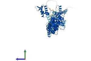 AlphaFold protein structure predicition of Human Recombinant CUL1 Protein, UniprotID Q13616 (Cullin 1 Protein (CUL1) (AA 1-776) (His tag))