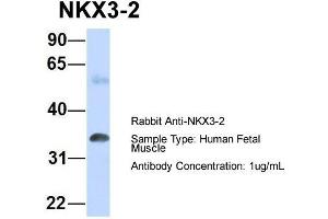 Host: Rabbit Target Name: NKX3-2 Sample Type: Human Fetal Muscle Antibody Dilution: 1. (NKX3-2 抗体  (N-Term))