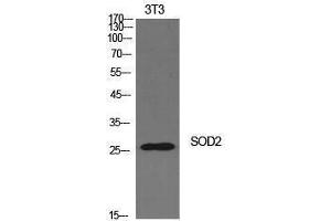 Western Blotting (WB) image for anti-Superoxide Dismutase 2, Mitochondrial (SOD2) (Internal Region) antibody (ABIN3181428) (SOD2 抗体  (Internal Region))