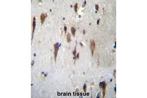 PCDH7 Antibdy (C-term) immunohistochemistry analysis in formalin fixed and paraffin embedded human brain tissue followed by peroxidase conjugation of the secondary antibody and DAB staining. (PCDH7 抗体  (C-Term))