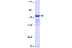 Image no. 1 for SRY (Sex Determining Region Y)-Box 2 (SOX2) (AA 1-317) protein (GST tag) (ABIN1320994)