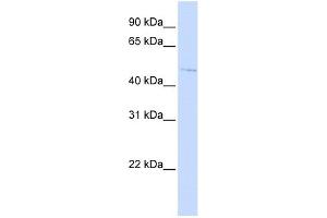C16ORF58 antibody used at 1 ug/ml to detect target protein. (C16orf58 抗体  (N-Term))