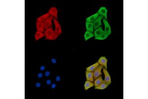 ABIN7095773 and ABIN7099835 staining Hela cells by IF/ICC. (EMP3 抗体)