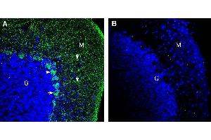 Expression of Pannexin 2 in rat cerebellum. (Pannexin 2 (PANX2) Peptide)