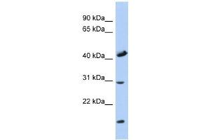 COX18 antibody used at 1 ug/ml to detect target protein. (COX18 抗体)