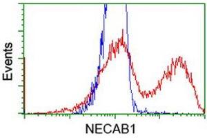 HEK293T cells transfected with either RC209704 overexpress plasmid (Red) or empty vector control plasmid (Blue) were immunostained by anti-NECAB1 antibody (ABIN2454319), and then analyzed by flow cytometry. (NECAB1 抗体)