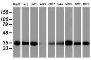 Image no. 2 for anti-Proteasome Subunit alpha 6 (PSMA6) antibody (ABIN1500466) (PSMA6 抗体)